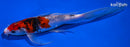 8.75" KUCHIBENI BENI MATSUKAWABAKE BUTTERFLY
