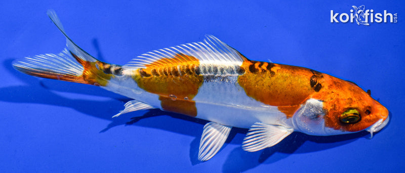 6.5" DOITSU KUJAKU