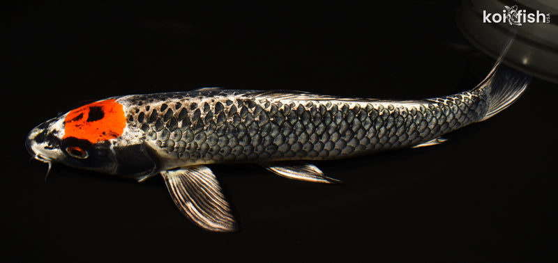 15.5" TANCHO BENI GINGA