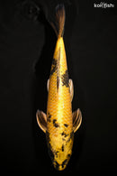14.5" KIN KI UTSURI