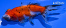 4.5" CALICO TELESCOPE FANTAIL GOLDFISH