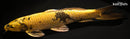14.5" KIN KI UTSURI