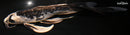 9" KIKOKURYU BUTTERFLY