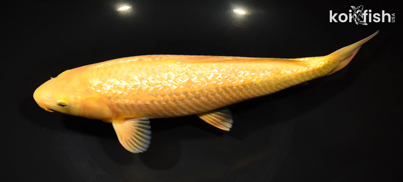 10.5" "YELLOW MONKEY" KARASHIGOI