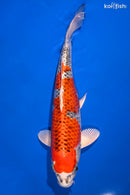 15" KUJAKU