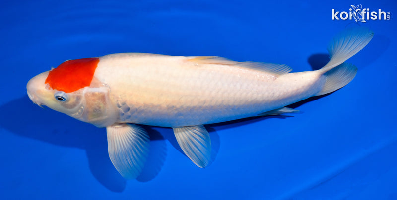 13.25" TANCHO KOHAKU