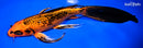 9.5" KIN ORENJI MATSUBA BUTTERFLY