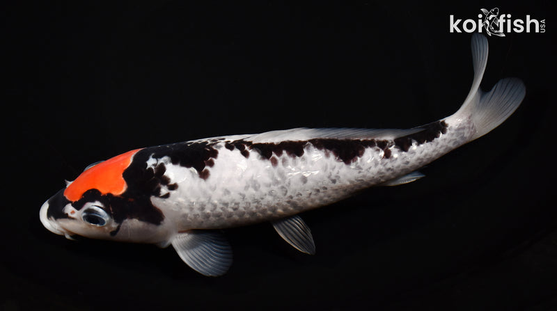 7.75" GINRIN BENI MATSUKAWABAKE