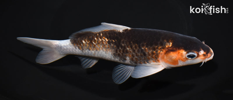 7" GINRIN GOROMO