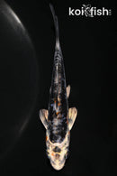 4.75" KIKOKURYU