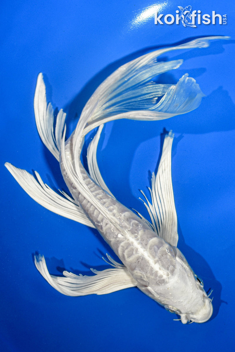 9.5" DOITSU PLATINUM OGON BUTTERFLY