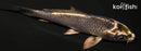 4.25" GINGA