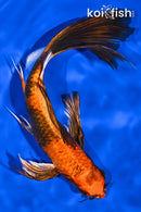 8.25" KIN HI UTSURI BUTTERFLY