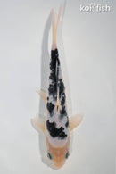7.75" SHIRO BEKKO