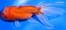 5.5" ORANDA GOLDFISH