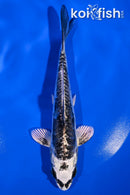 6.25" KIKOKURYU