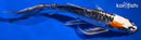 9.25" BENI KIKOKURYU BUTTERFLY