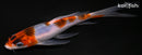 5.75" GOROMO BUTTERFLY