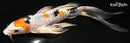 7.75" HEISEI NISHIKI BUTTERFLY