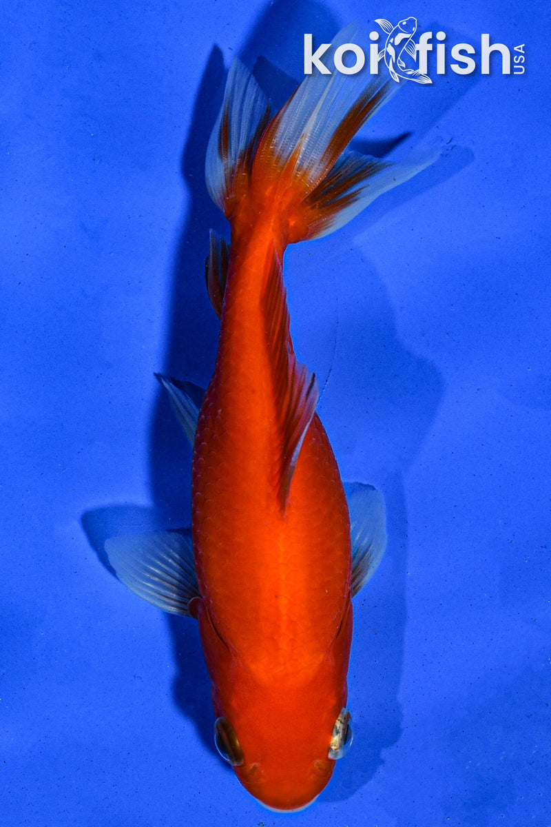 5" WAKIN GOLDFISH