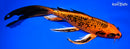 9.5" KIN ORENJI MATSUBA BUTTERFLY