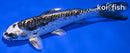 6.25" KIKOKURYU