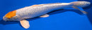 13.5" GINRIN TANCHO HARIWAKE