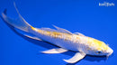8" GINRIN LEMON HARIWAKE BUTTERFLY