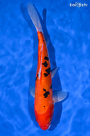 11.5" DOITSU AKA SANKE