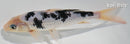 7.75" SHIRO BEKKO