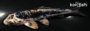 4.75" KIKOKURYU