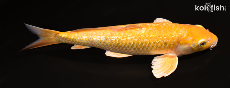 13" GINRIN KIGOI