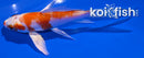 4.25" HARIWAKE BUTTERFLY