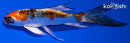 4.75" KUJAKU BUTTERFLY