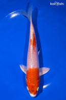 7" HARIWAKE