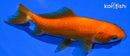 4.25" WAKIN GOLDFISH