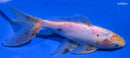 7.25" CALICO WATONAI GOLDFISH