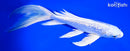 7.5" GINRIN PLATINUM OGON BUTTERFLY