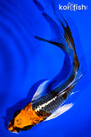 5" BENI GINGA BUTTERFLY