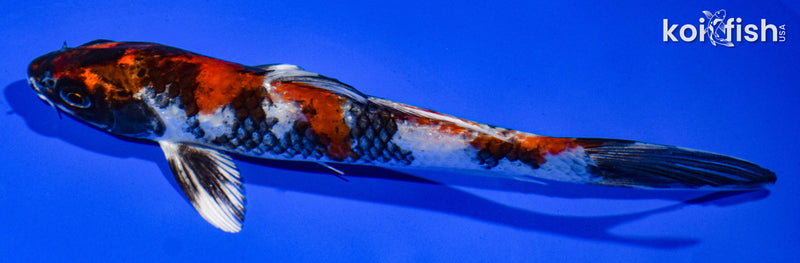 6.5" KIN SHOWA