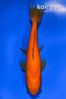 4.25" WAKIN GOLDFISH