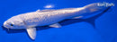 6.5" GINRIN PLATINUM OGON