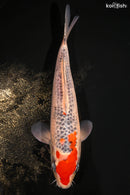 9.5" GOSHIKI