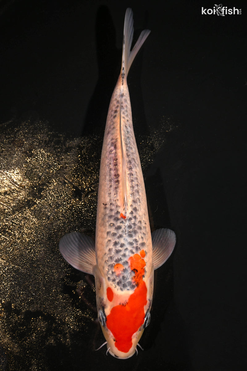 Orange Koi Fish For Sale – Page 14