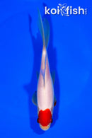 6.5" TANCHO SARASA COMET GOLDFISH