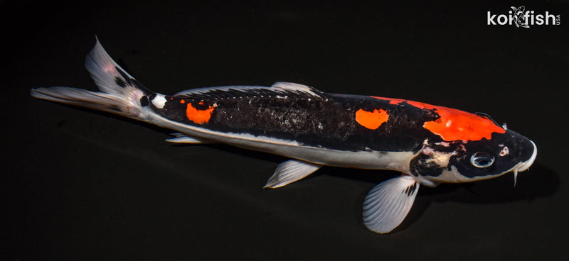 12.5" DOITSU GOSHIKI