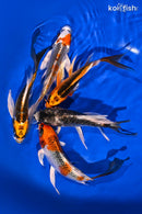 PACK OF (5) 5-6.5" IMPERFECT BUTTERFLY KOI