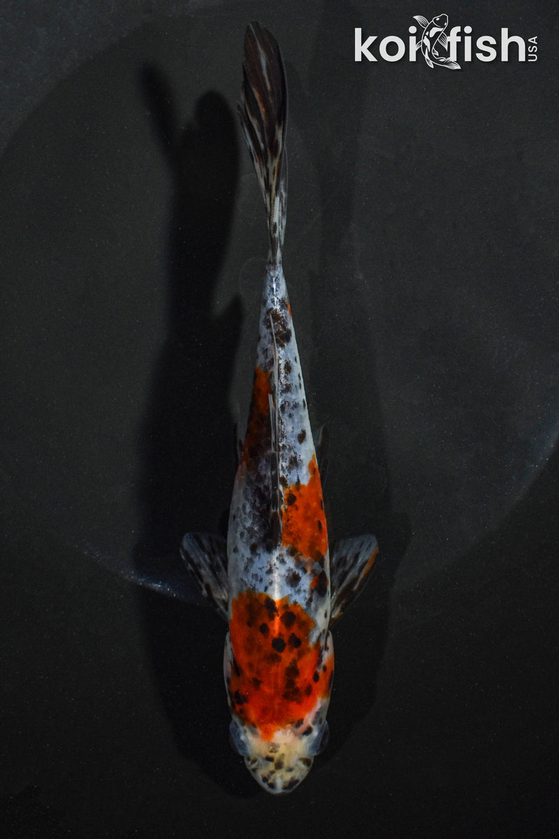 6.5" SHUBUNKIN GOLDFISH