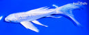 7.5" GINRIN PLATINUM OGON BUTTERFLY
