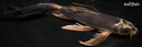 8.5" GINGA BUTTERFLY